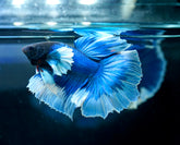 Light Blue Dumbo Halfmoon - Live Aquarium Male Betta Fish